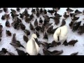 Feeding Swans, Geese, Ducks, Pigeons & Seagulls on ice