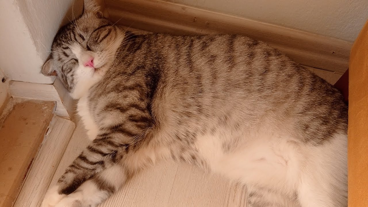 BENİM KEDİM EVİN SESSİZ PATRONU 😻(My Cat Is the Quiet Boss of the House 👀)