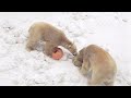 Показательное кормление белых медведей в Новосибирском зоопарке 08.02.2020