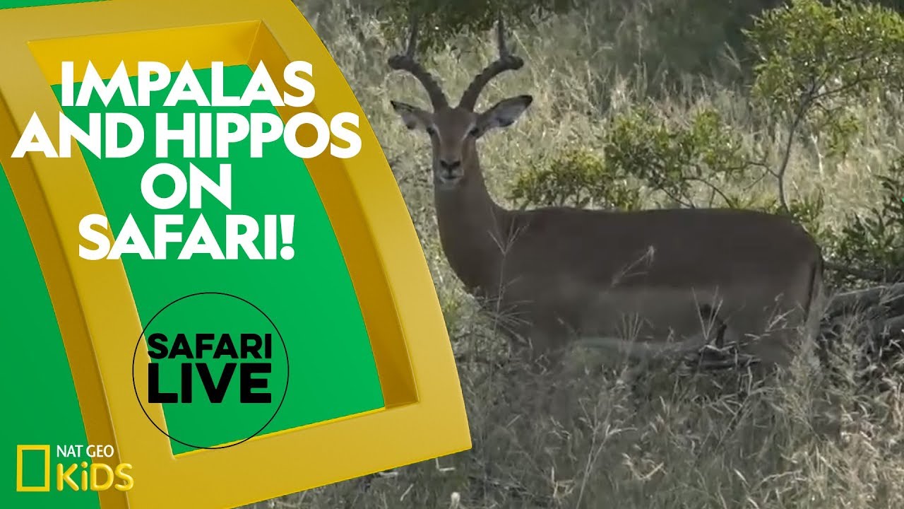 Impalas and Hippos on Safari! | Safari Live