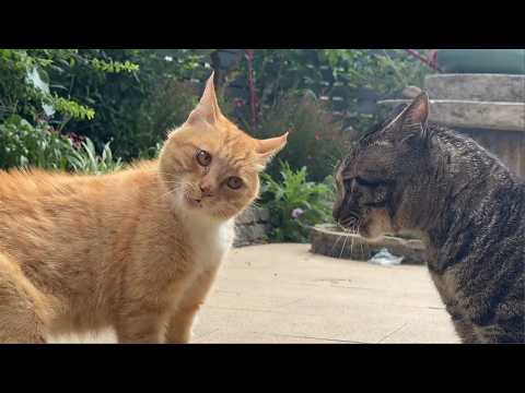 Talking Cats Are Too Funny! 🤣 Cute Cat Moments