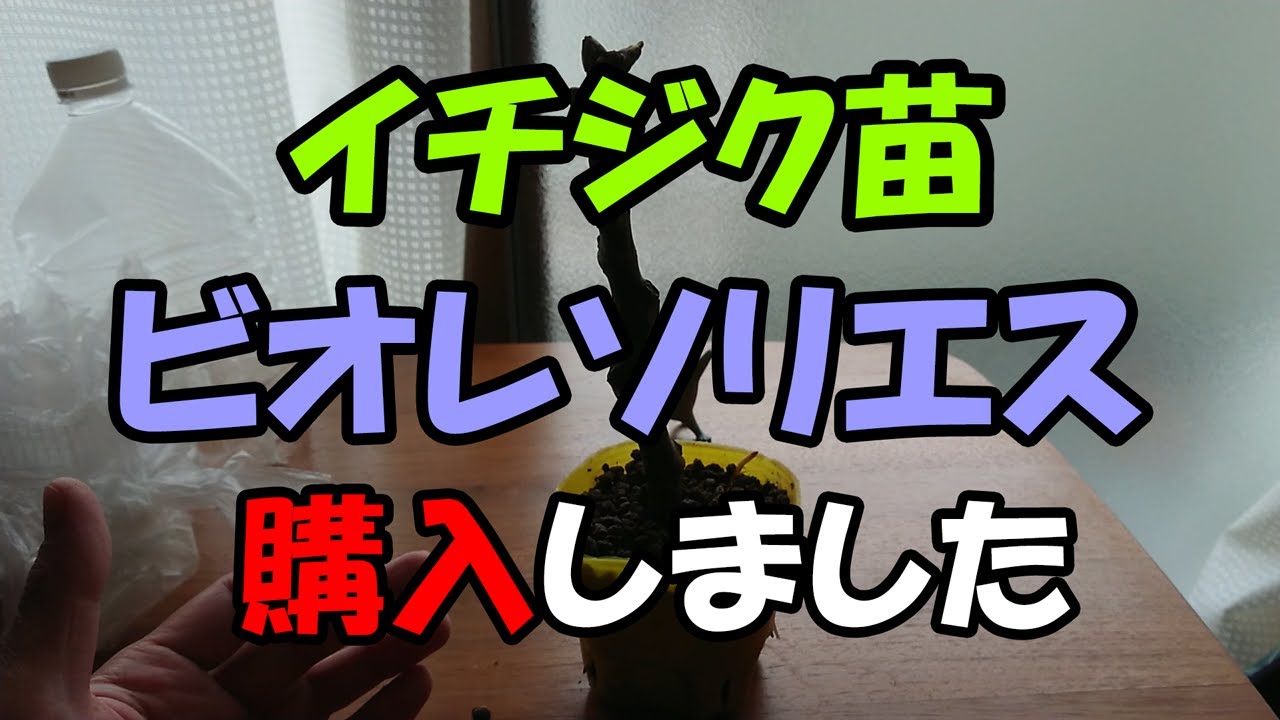 イチジク【ビオレソリエス】の苗を購入しました - YouTube