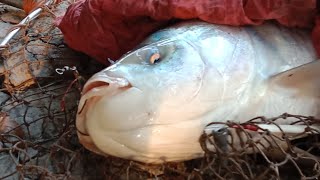 Unique fishing video| the village fishing pond| big katla fish