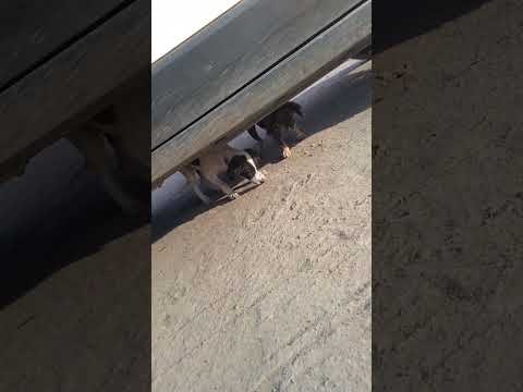 help animal 