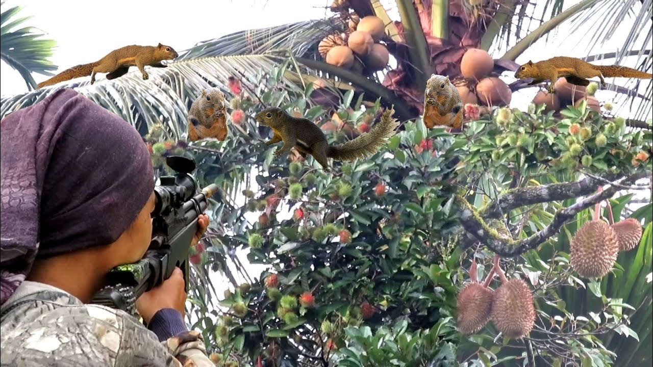 BERBURU ‼️KETIKA RAMBUTAN & DURIAN BERBUAH..