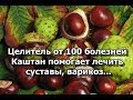 Целитель от 100 болезней - Каштан помогает лечить суставы, варикоз...