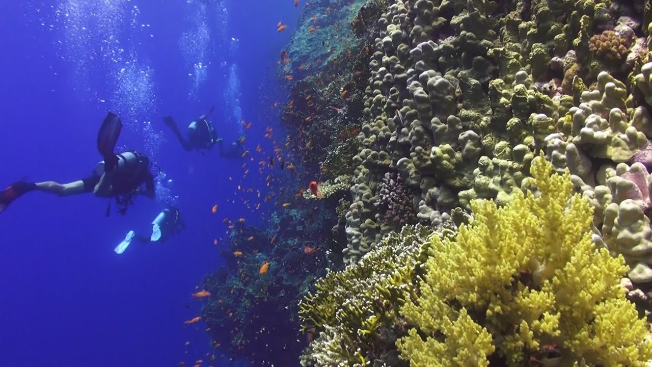 Dive safari St. John's Egypt
