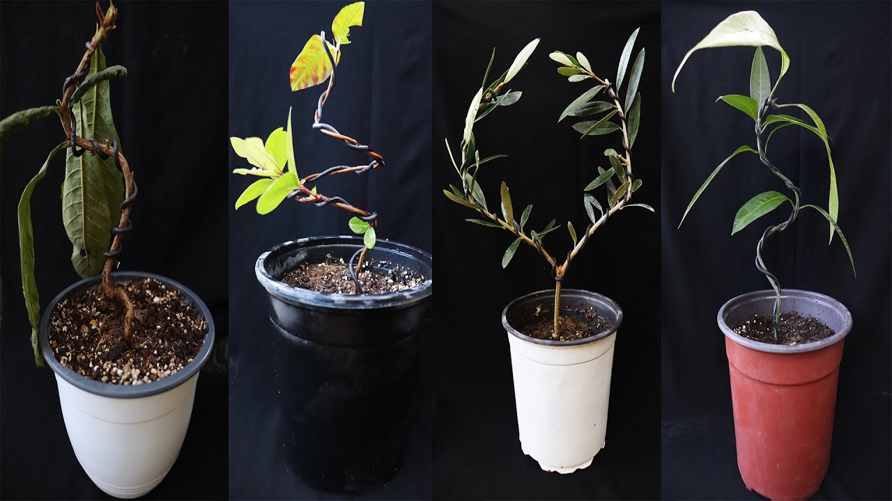 تهيئة و تشكيل الأشجار المثمرة الصغيرة و عملها بونساي