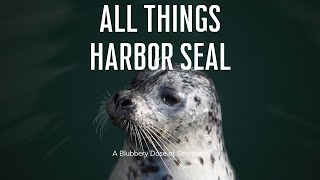 All Things Harbor Seal - a Blubbery Dose of Serotonin