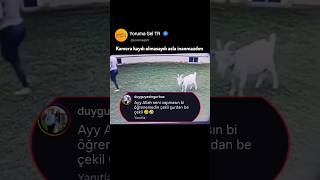 Spor Yapan Keçi Resimi