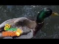 * DUCK * | Animals For Kids | All Things Animal TV