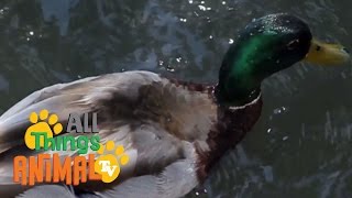 * DUCK * | Animals For Kids | All Things Animal TV