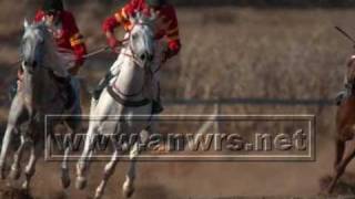 موقع النورس: سباق الخيول العربية الاصيلة