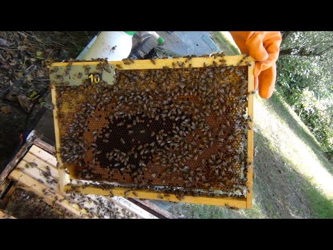 Apicoltura Nucci - da 10 a 150 Arnie Bee ethic - video from Bee Ethic