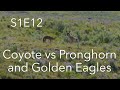 Golden eagle  coyote vs pronghorn  behind the lens  s1e12  inspire wild media