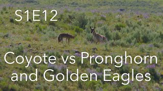 Golden Eagle + Coyote vs Pronghorn | Behind The Lens | S1E12 | Inspire Wild Media by Inspire Wild Media 3,969 views 4 years ago 4 minutes, 47 seconds