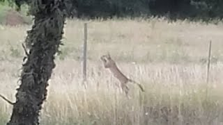 Cougar jumping deer fence