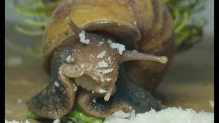 🐌 Snail Eating Close-Up (Macro) | Satisfying &amp; Relaxing Video #snails #snailhunter #huntingsnails