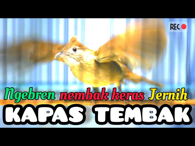 🔴 MASTERAN KAPAS TEMBAK sound jernih cocok untuk masteran cucak ijo, murai batu, cendet,‼️ class=