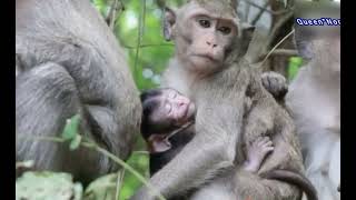 شکنجه و آزار و اذیت بچه ميمون نگون بخت #میمون #makak #monkeys    #Queen