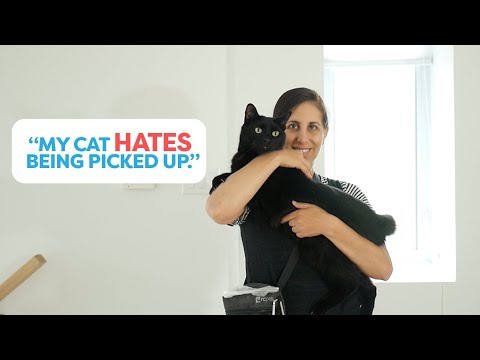 Video: Tren din katt til å håndteres