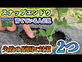 【スナップエンドウ】注意点と対策！育ててる人は必見です。