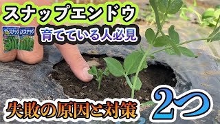 【スナップエンドウ】注意点と対策！育ててる人は必見です。