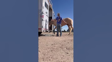 How to Teach Trailer Loading in 20 Minutes #horse #horsegirl