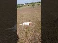 adiestramiento cachorro SETTER INGLÉS con codorniz sembrada .