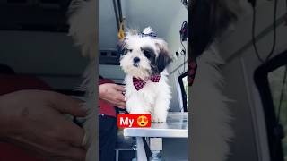 cute puppy || #cutepet #cutepuppy #shorts #trending #viral #pets #subscribe #doglover #puppy #pets