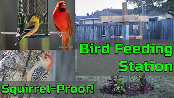 Building a Squirrel-Proof Bird Feeding Station | Doc