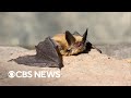 Why bats are vital to the ecosystem