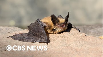 Why bats are vital to the ecosystem