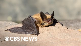 Why bats are vital to the ecosystem by CBS News 1,710 views 21 hours ago 2 minutes, 13 seconds