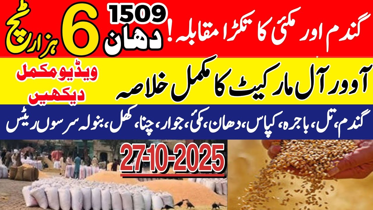New Munji Sindh Punjab rates/Today Wheat price in Punjab/Wheat rate ...