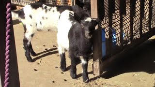 鳴き続けるヤギの赤ちゃんたち （埼玉県こども動物自然公園）Goat's babies by manyamou 33 views 5 days ago 3 minutes, 10 seconds