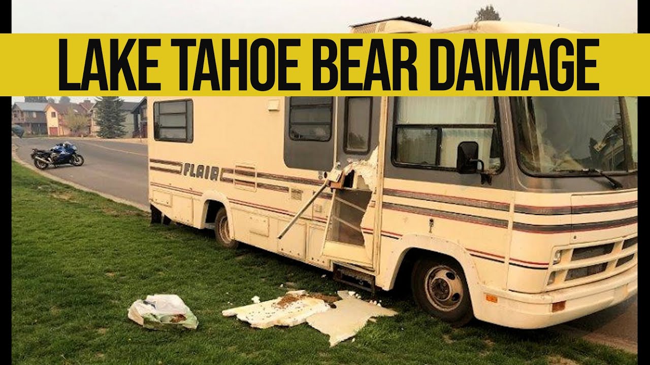 Bear Damage in Lake Tahoe YouTube