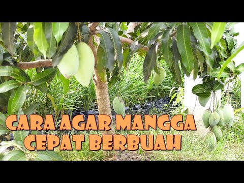 Video: Mangga: Cara Memakan Buahnya