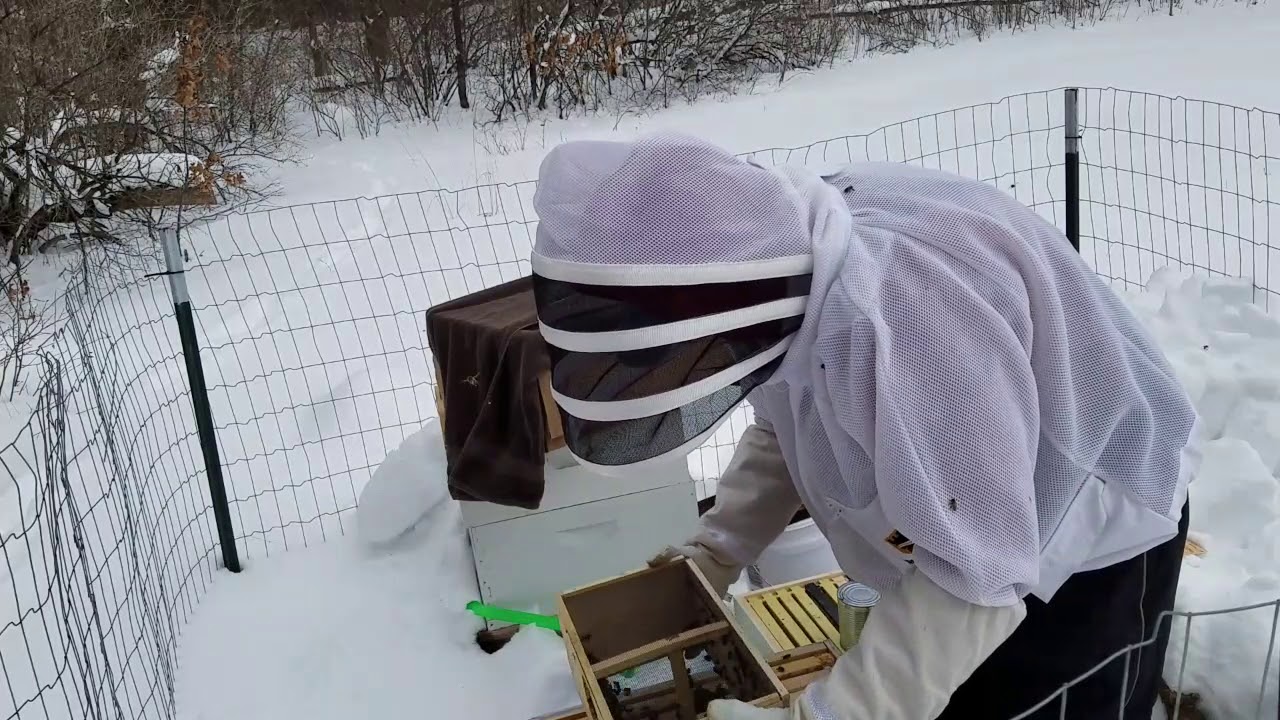 Cold Weather Bee Install YouTube