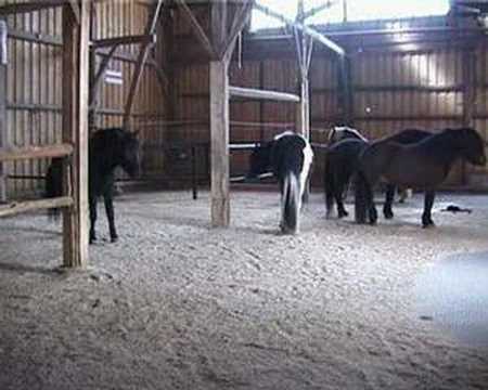 Active Stable for Natural Horse Management