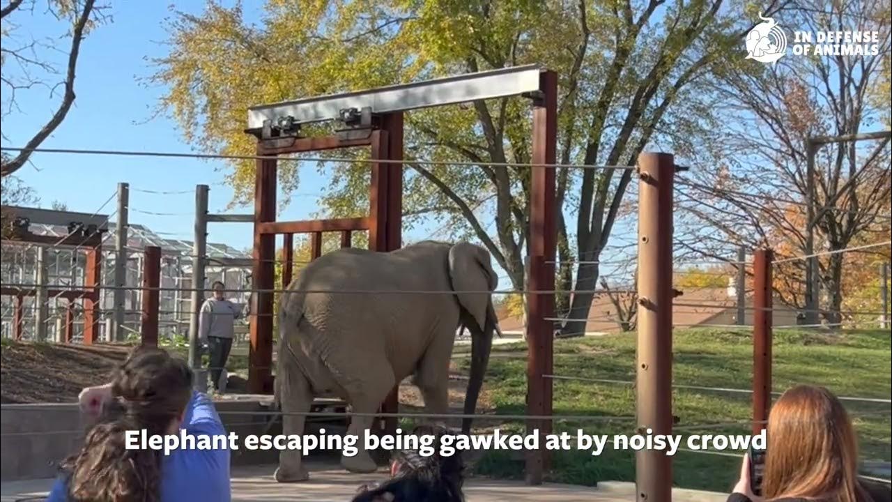 10 Worst Zoos for Elephants 6 Indianapolis Zoo YouTube