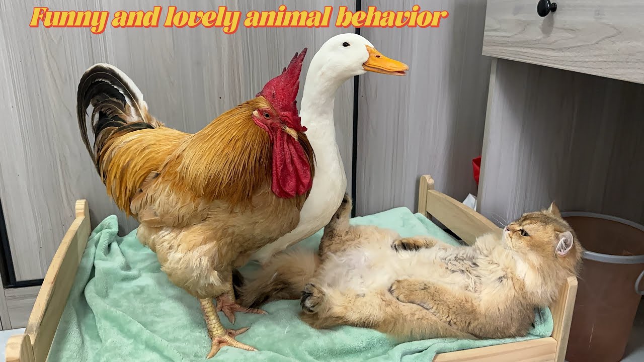 Duck Ruster so funny cute🤣!ducks and rooster angered the cat and were driven away ...