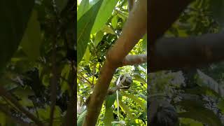 Mugi Gusti Ngijabahi mameysapote shorts