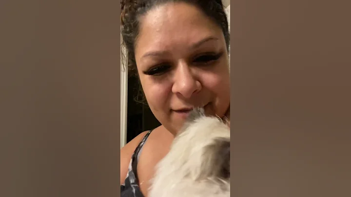 Watch the video about White Blue Seal Point Himalayan Kitten Find your Dream Kitten ThePersianLady.com