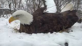 Decorah Eagles 2-25-19, 4 pm DM2 calls for a break, Mom takes over