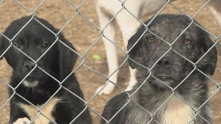 Animal control exceeding capacity, asking for community’s help