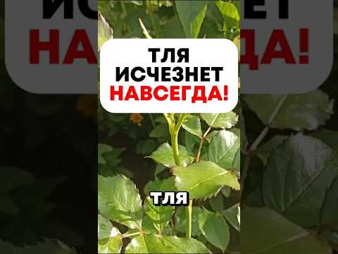 ТЛЯ ИСЧЕЗНЕТ ЗА ЧАС! Смешайте шампунь и зубную пасту — рецепт бомба!