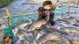 Full [TIMELAPSE] -- Single Girl's 15-Day Stream Life: Bamboo Trap Crafts, Carp Harvest & Market Sales! News
