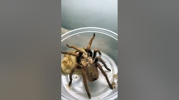 ASMR with some of the new pets 😱😬 #herptime #spider #tarantula #asmr