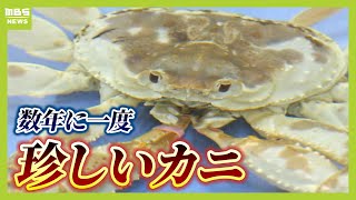 茶碗　カニ模様 茶碗 カニ模様 楽天市場】茶碗 カニの通販